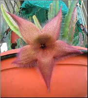 Stapelia 14 